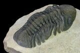 Detailed, Reedops Trilobite - Atchana, Morocco #165890-4